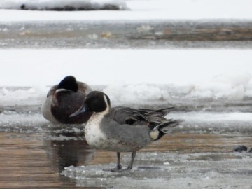 Zima w Spalskim Parku Krajobrazowym, <p>rożeniec</p>